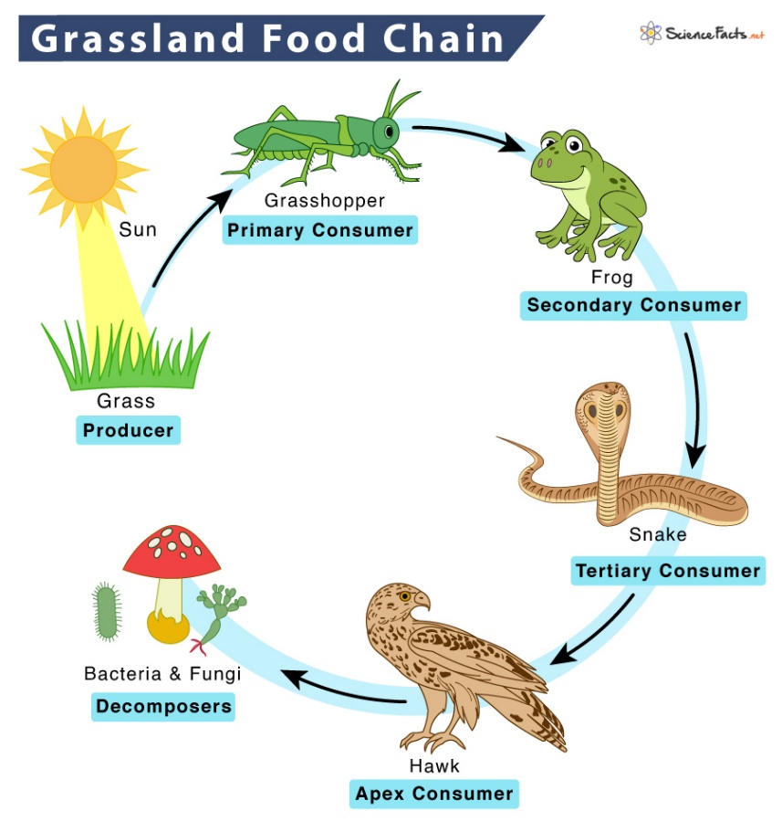 Diagram of a grassland food chain