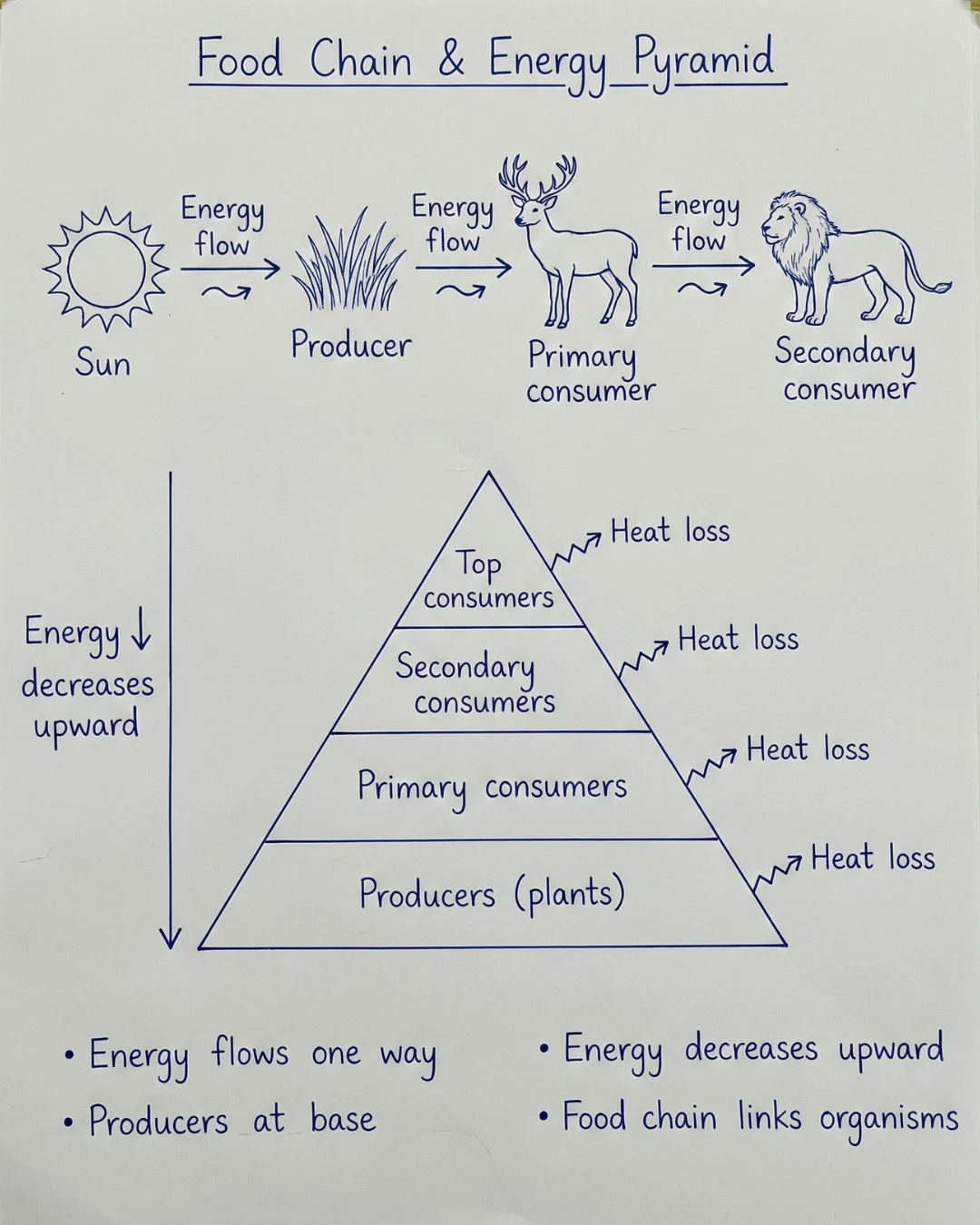 Energy pyramid diagram