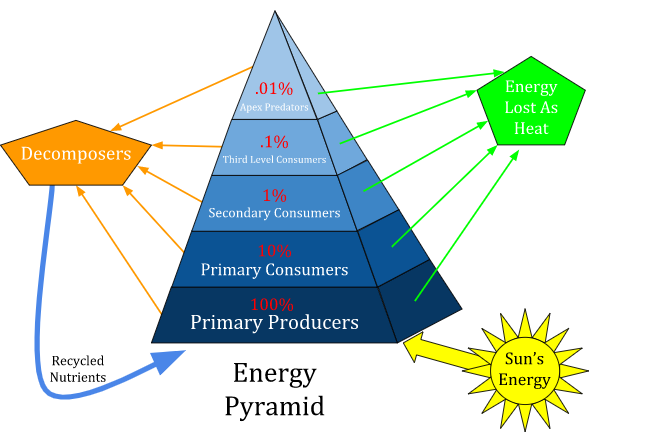 Diagram showing 10% rule of energy transfer between trophic levels