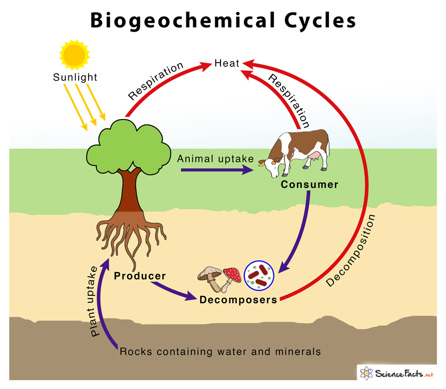 Overview of biogeochemical cycles