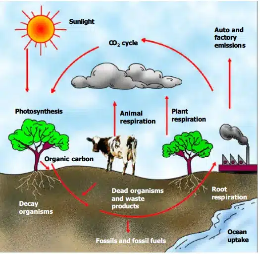 Diagram of the carbon cycle