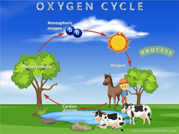 Diagram of the oxygen cycle
