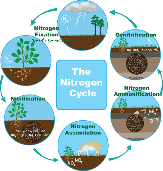 Diagram of the nitrogen cycle